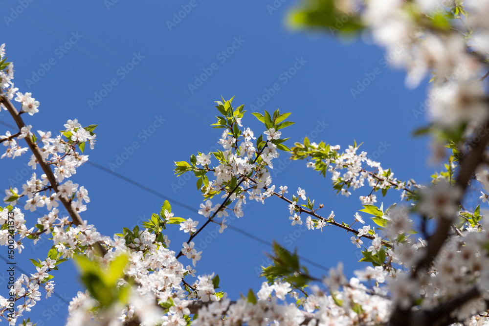 Beautiful branches of blossoming cherries. Beautiful abstract spring background.
