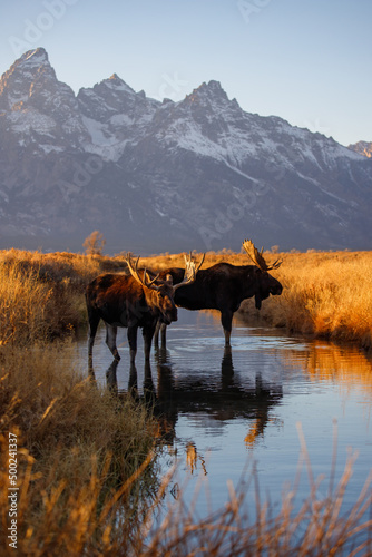 Canvas Print Bull moose at sunset in mountain stream