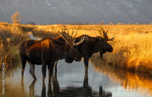Bull moose at sunset in mountain stream