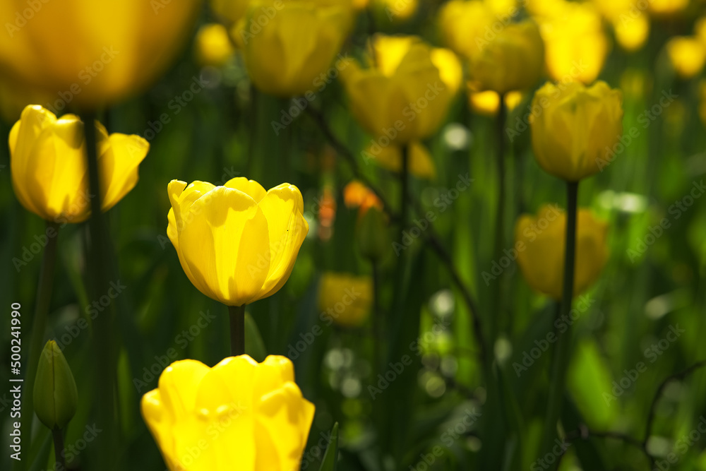 Spring background with brights sunlit yellow tulips. Spring background with brights sunlit yellow tulips.