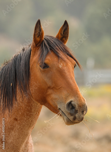 wild mustang horses in high desert © Jen