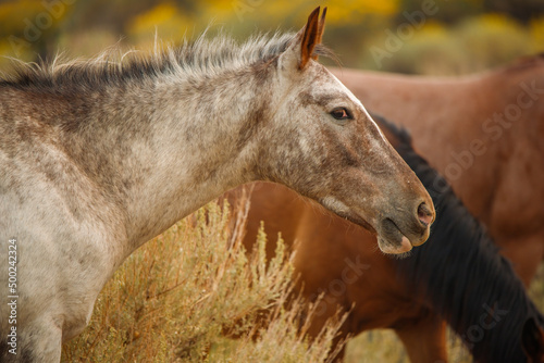 Fotografie, Obraz wild mustang horses in high desert