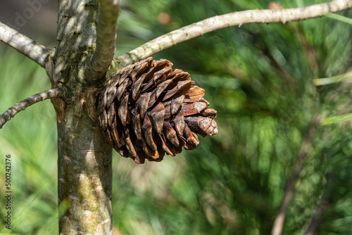 Large brown cone on trunk of Pitsunda pine with seeds on blurred background of greenery of garden. Close-up. Selective focus. Nature concept for design. There is space for text.