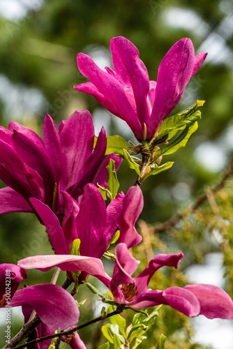 Large pink flowers of Magnolia Susan (Magnolia liliiflora x Magnolia stellata) on blurred background of garden greenery. Selective focus. Beautiful blooming garden in spring. Nature concept for design photo