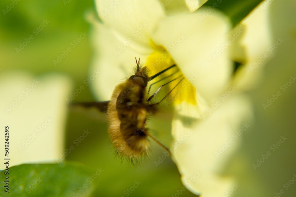 Fluffy fly on the yellow flower in nature. Slovakia Fluffy fly on the yellow flower in nature. Slovakia