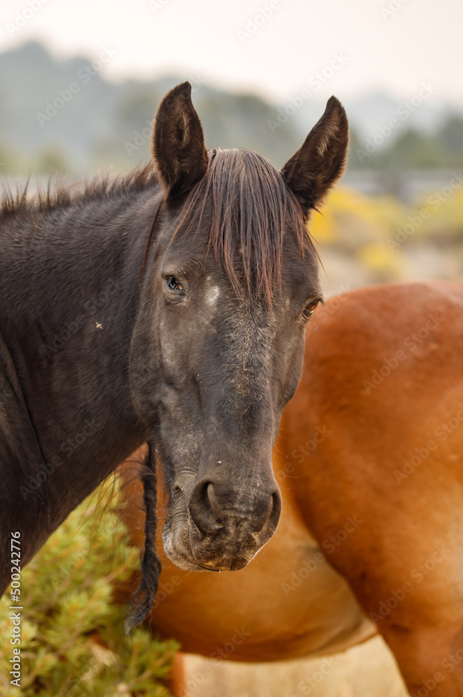 Obraz premium wild mustang horses in high desert