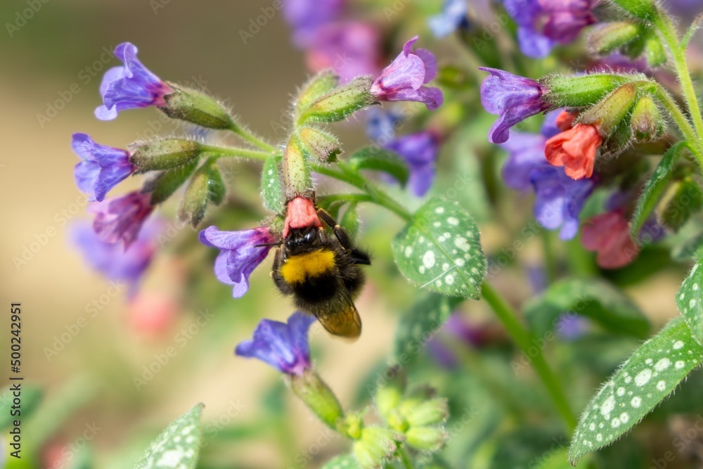 Bumblebee on purple flowers. Slovakia Bumblebee on purple flowers. Slovakia