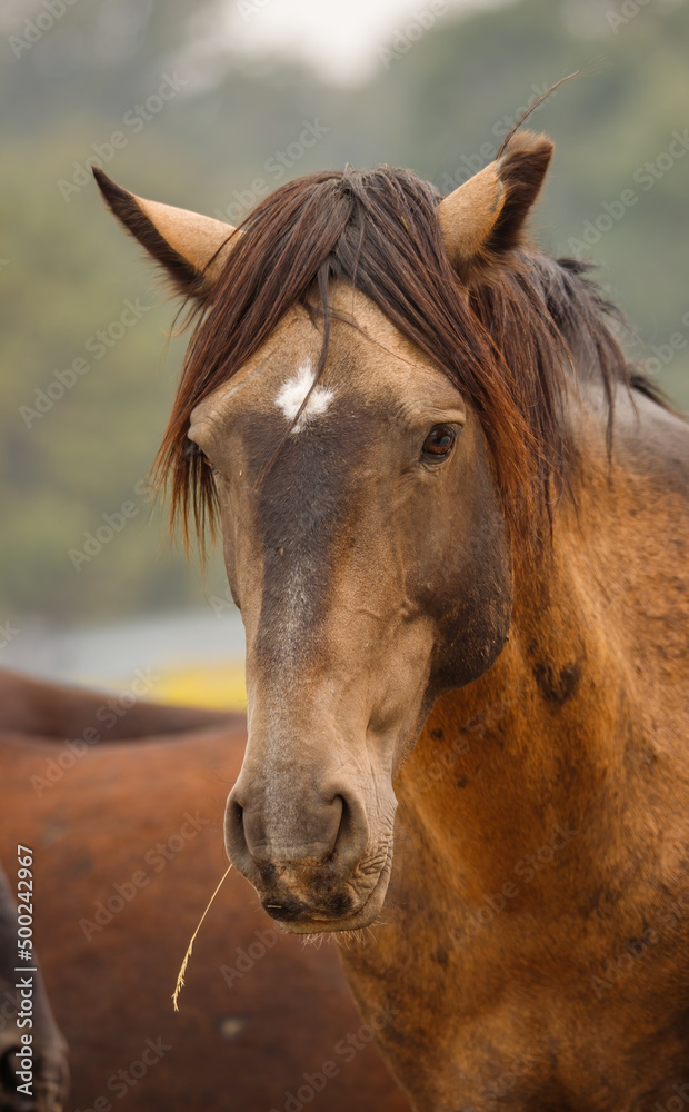 Fototapeta premium wild mustang horses in high desert