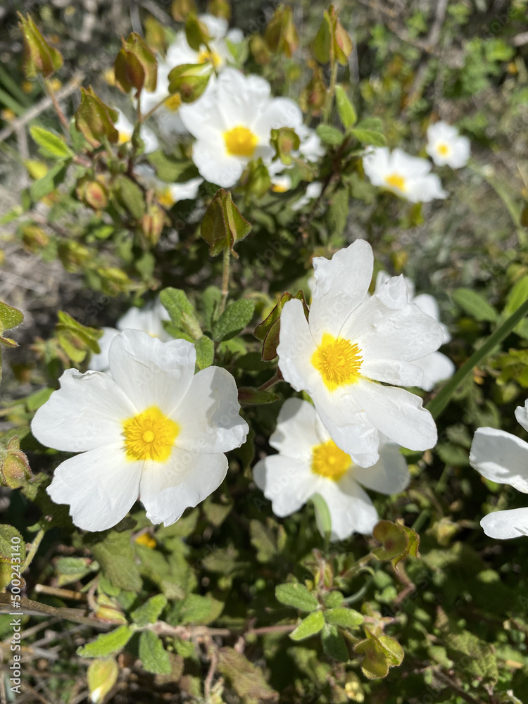 Anemone x Hybrida 'Honorine Jobert' a white herbaceous perennial summer autumn flower plant commonly known as Japanese anemone Anemone x Hybrida 'Honorine Jobert' a white herbaceous perennial summer autumn flower plant commonly known as Japanese anemone