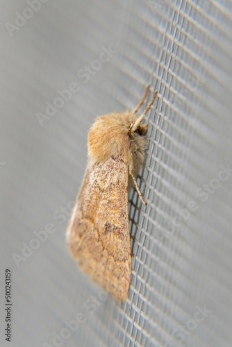Moth sitting on the window. Slovakia photo