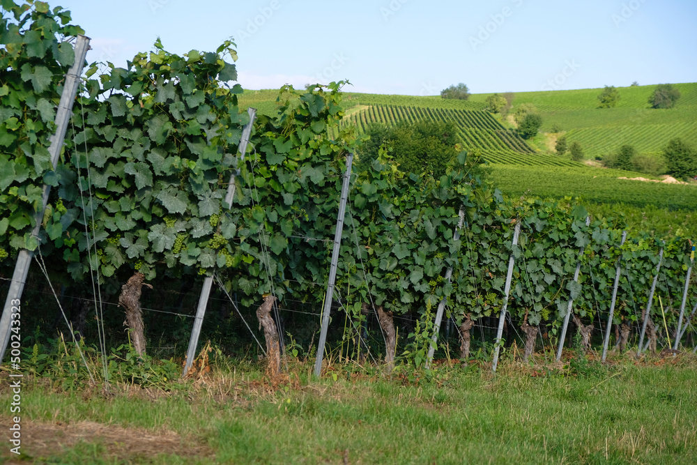Old vineyards in Bodenheim, Rhineland Palatinate, Germany. Metal supports for the vine.