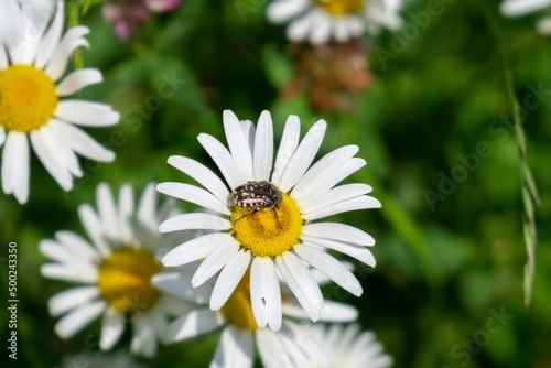 Bug on the white flower. Slovakia