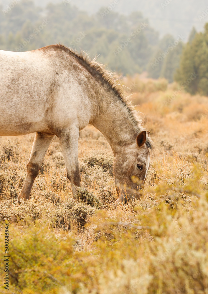 wild mustang horses in high desert wild mustang horses in high desert