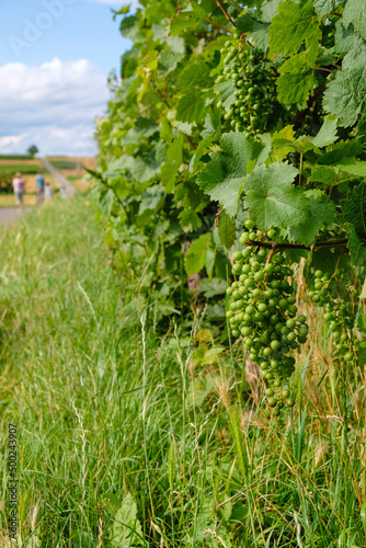 Vineyard with green grapes along the hiking trail in Saulheim, Germany. Rheinhessen wine region. Vertical image.