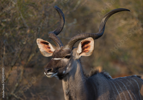 Kudu (Tragelaphus strepsiceros) Kruger  National Park, South Africa