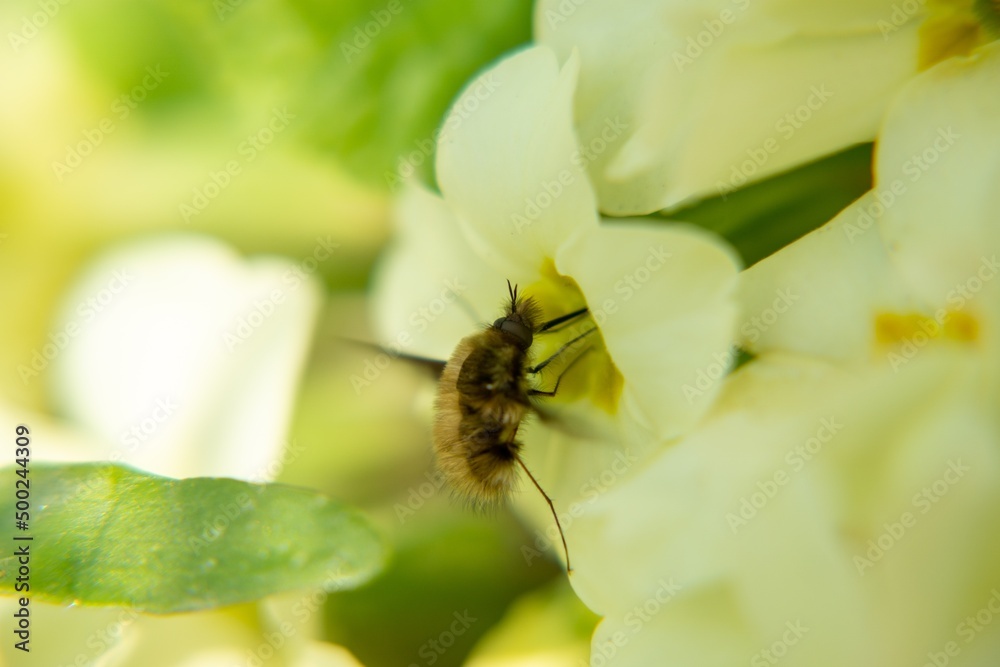 Fluffy fly on the yellow flower in nature. Slovakia Fluffy fly on the yellow flower in nature. Slovakia