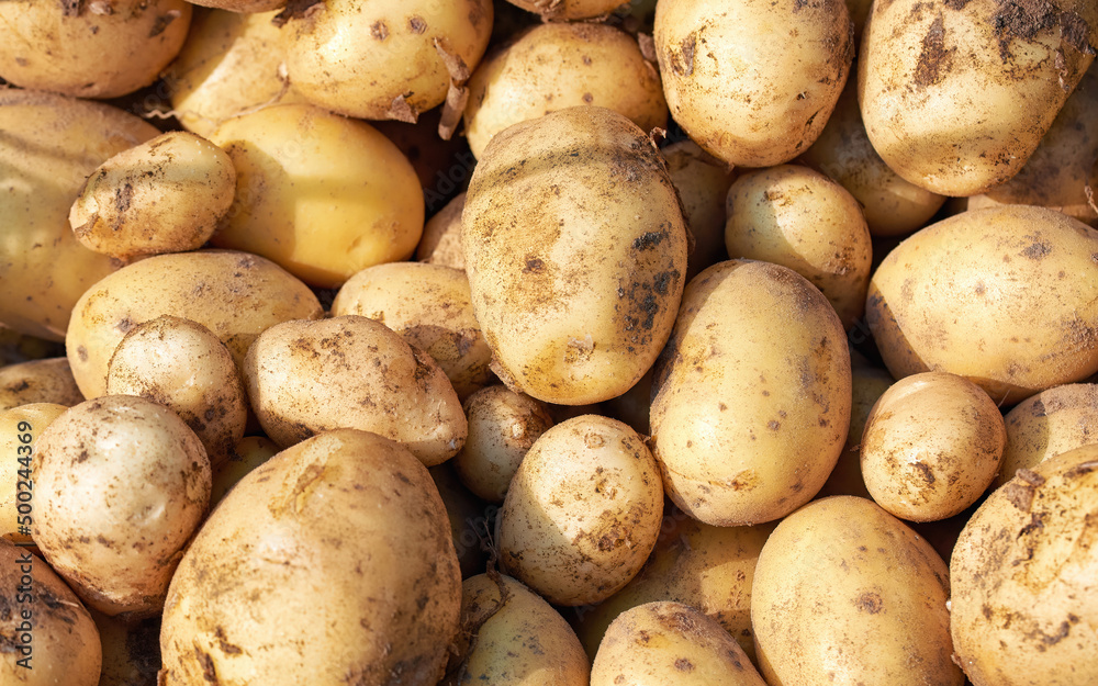 Potatoes background, row potatoes harvest. Organic raw potato closeup. Pick potatoes concept. Potatoes background, row potatoes harvest. Organic raw potato closeup. Pick potatoes concept.