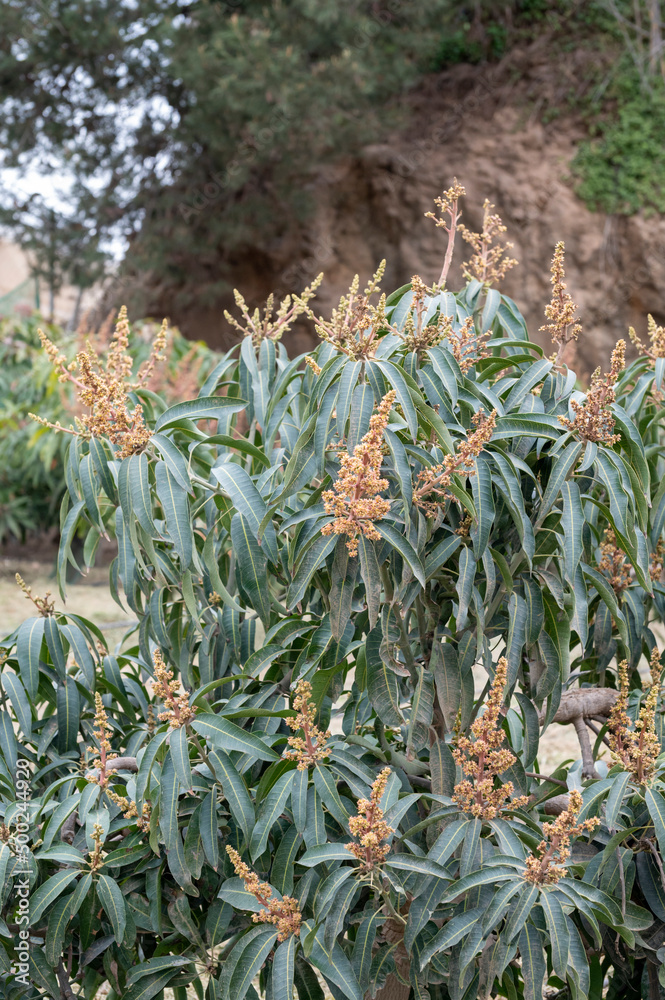 Seasonal blossom of evergreen mango fruit trees on plantations in Costa Tropical, Andalusia, Spain Seasonal blossom of evergreen mango fruit trees on plantations in Costa Tropical, Andalusia, Spain