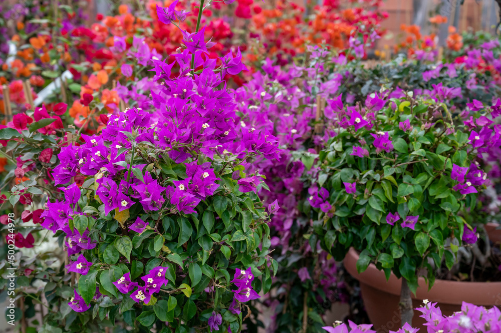 Many different tropical and exotic garden plants and colorful bougainvillea flowers for sale in Spanish garden shop