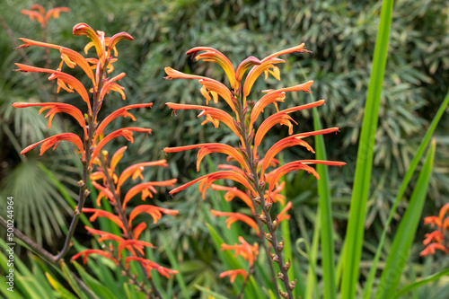 Orange flowers of chasmanthe aethiopica tropical flowers growing in botanical garden photo