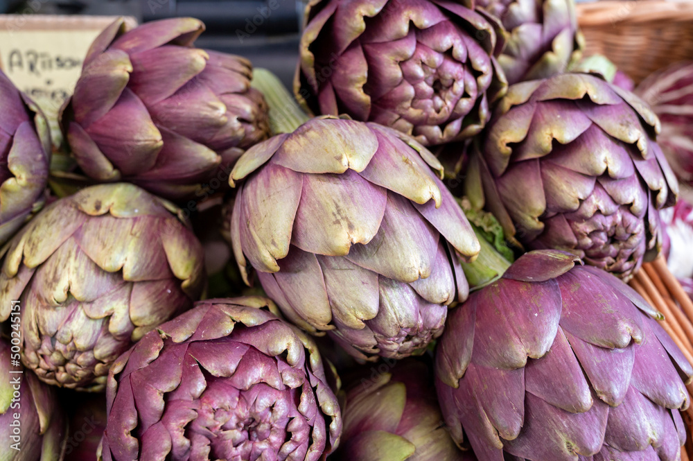 Heads of fresh organic artichoke flowers, edible vegetables purple romanesco artichokes Heads of fresh organic artichoke flowers, edible vegetables purple romanesco artichokes