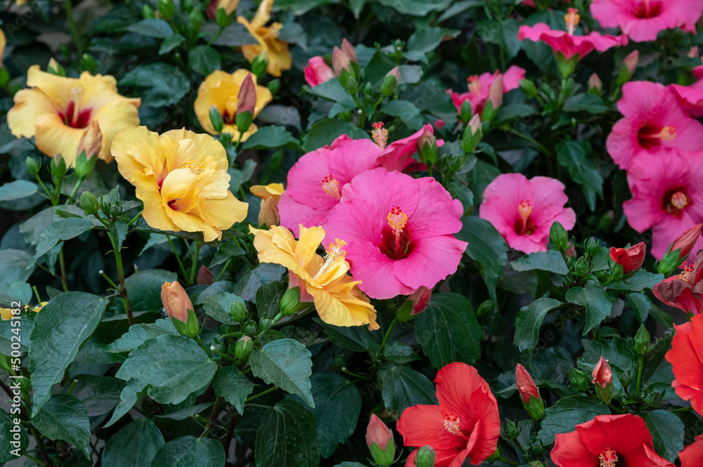 Many different tropical and exotic garden plants and colorful Hibiscus flowers for sale in Spanish garden shop