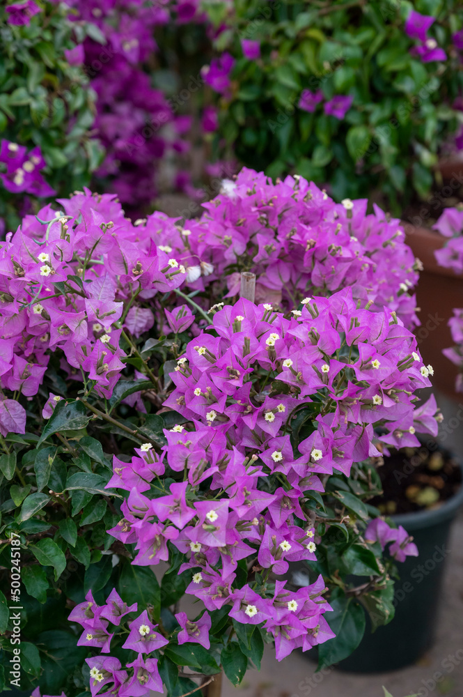Many different tropical and exotic garden plants and colorful bougainvillea flowers for sale in Spanish garden shop Many different tropical and exotic garden plants and colorful bougainvillea flowers for sale in Spanish garden shop
