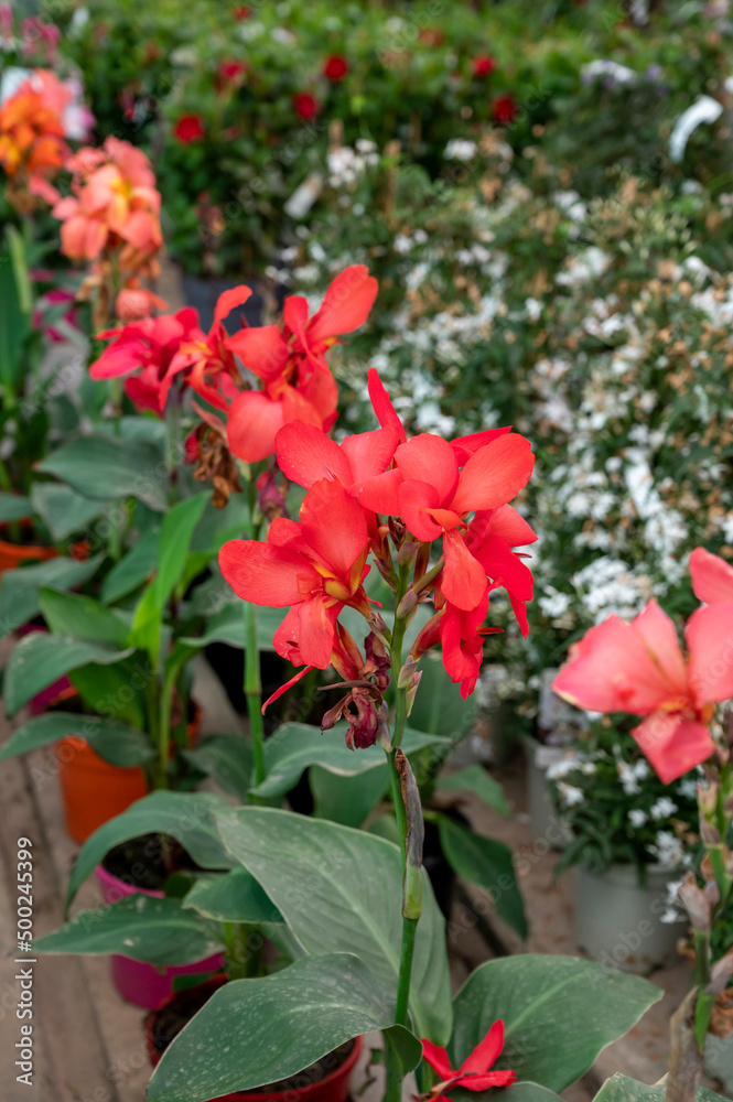 Many different tropical and exotic garden plants and colorful flowers for sale in Spanish garden shop Many different tropical and exotic garden plants and colorful flowers for sale in Spanish garden shop