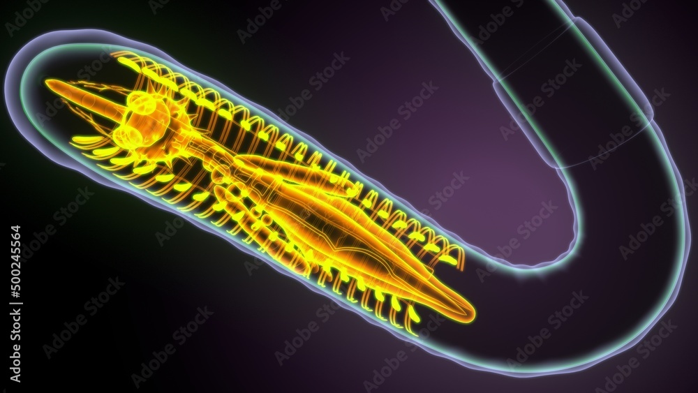 3d illustration of earthworm anatomy.
