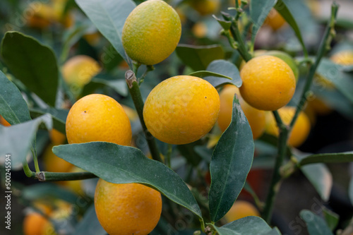 Yellow ripe sweet kumquat or cumquat fruits on plant ready to harvest