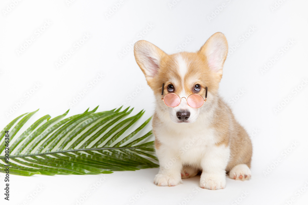 a Welsh corgi puppy in sunglasses with a straw hat and a palm branch on a white background, the concept of recreation