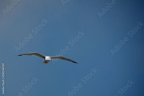 Ring-billed gull soaring on Florida