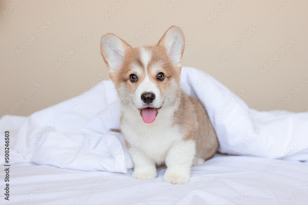 a Welsh corgi puppy is sitting on the bed at home a Welsh corgi puppy is sitting on the bed at home