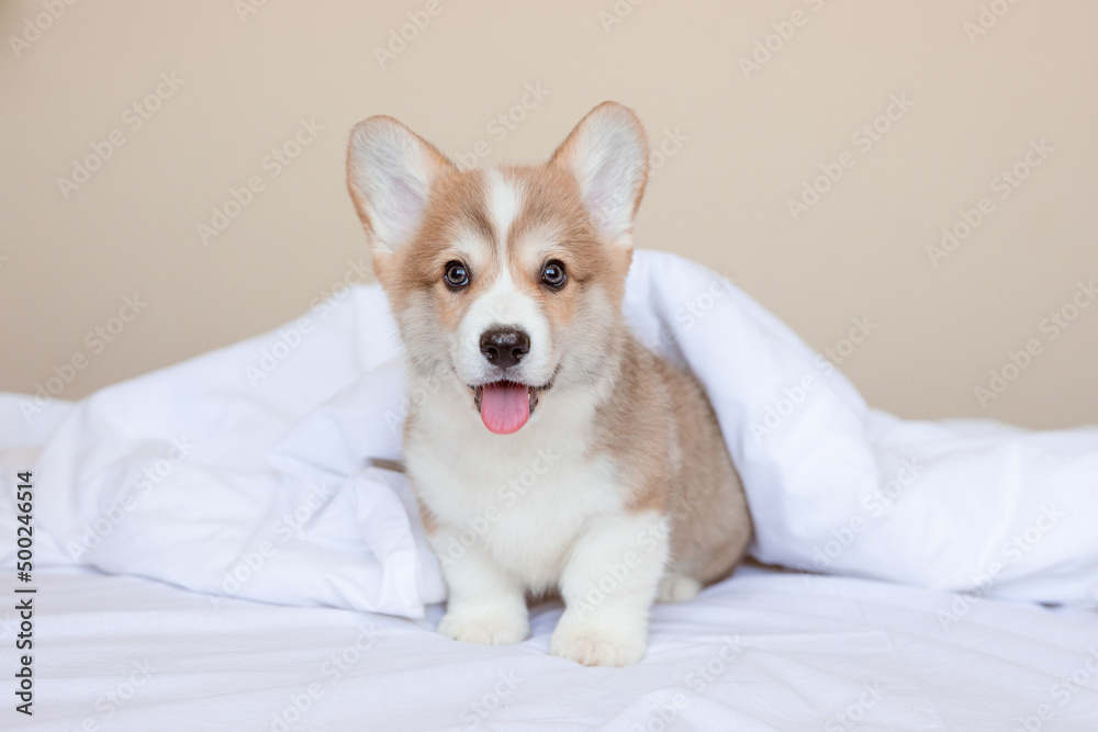 a Welsh corgi puppy is sitting on the bed at home a Welsh corgi puppy is sitting on the bed at home