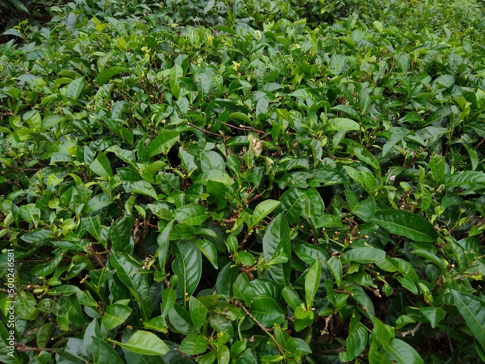 Obraz premium Camellia sinensis tea plant leaves, close-up view