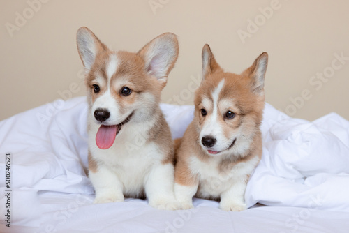 a group of Welsh corgi puppies are resting in the bedroom