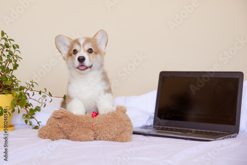 a corgi puppy with a laptop in the bedroom, a place for text
