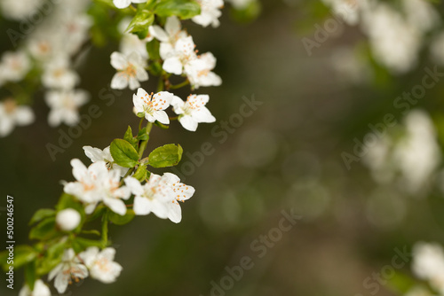 White plum tree blossoms in spring