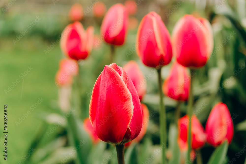 Red tulips bloom in spring after rain.