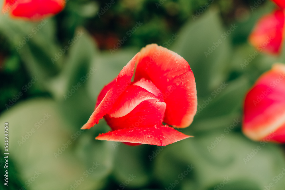 Red tulips bloom in spring after rain.