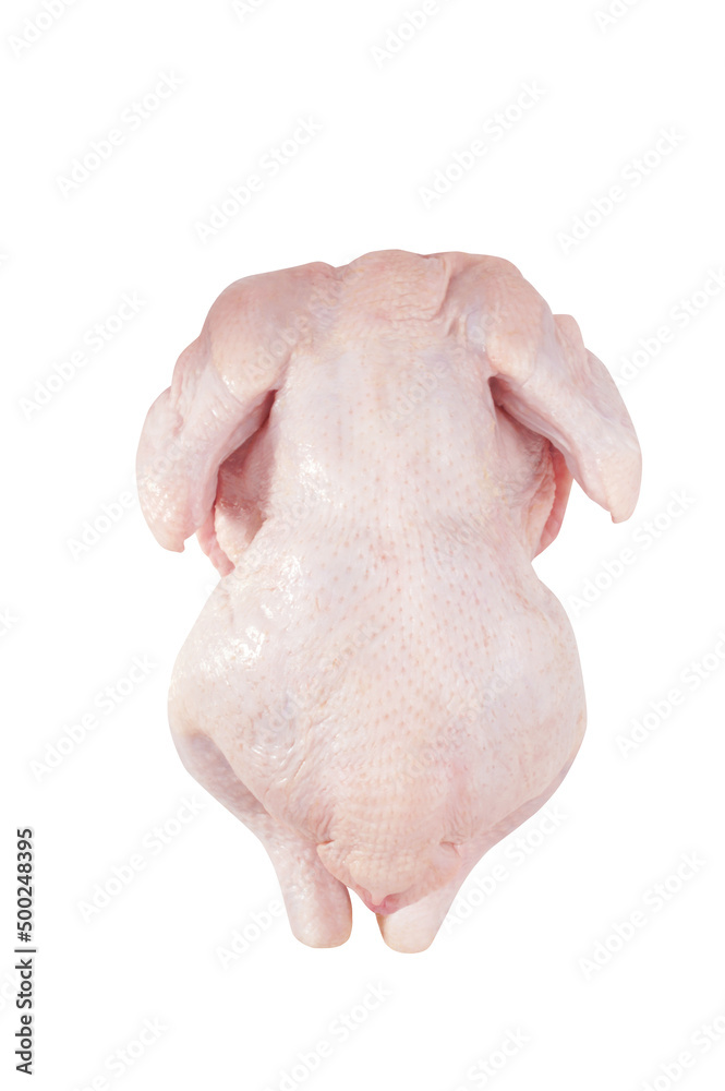 Fresh uncooked chicken isolated on white background. Whole raw broiler hen with skin for cooking. Top view. Fresh uncooked chicken isolated on white background. Whole raw broiler hen with skin for cooking. Top view.