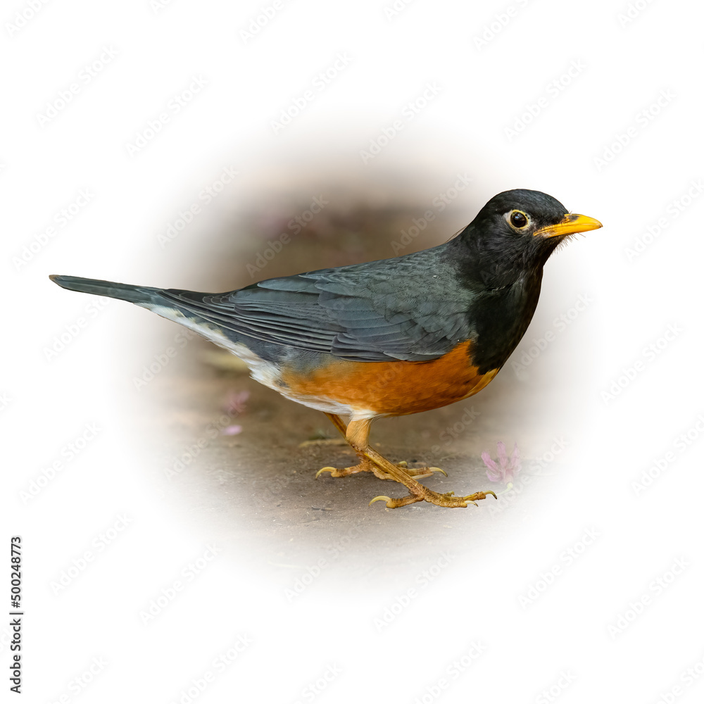 Obraz premium Male Black-breasted Thrush perching on the ground looking into a distance