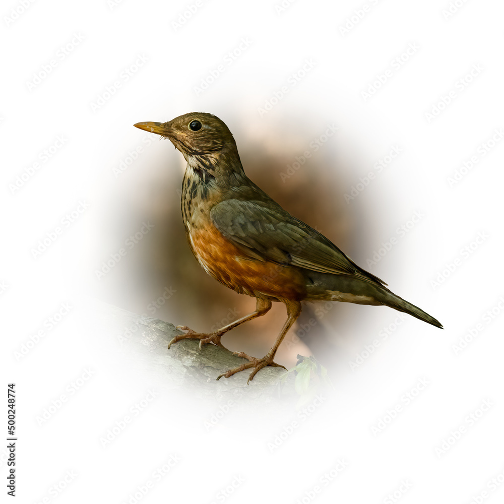Fototapeta premium Female Black-breasted Thrush perching on tree branch looking into a distance