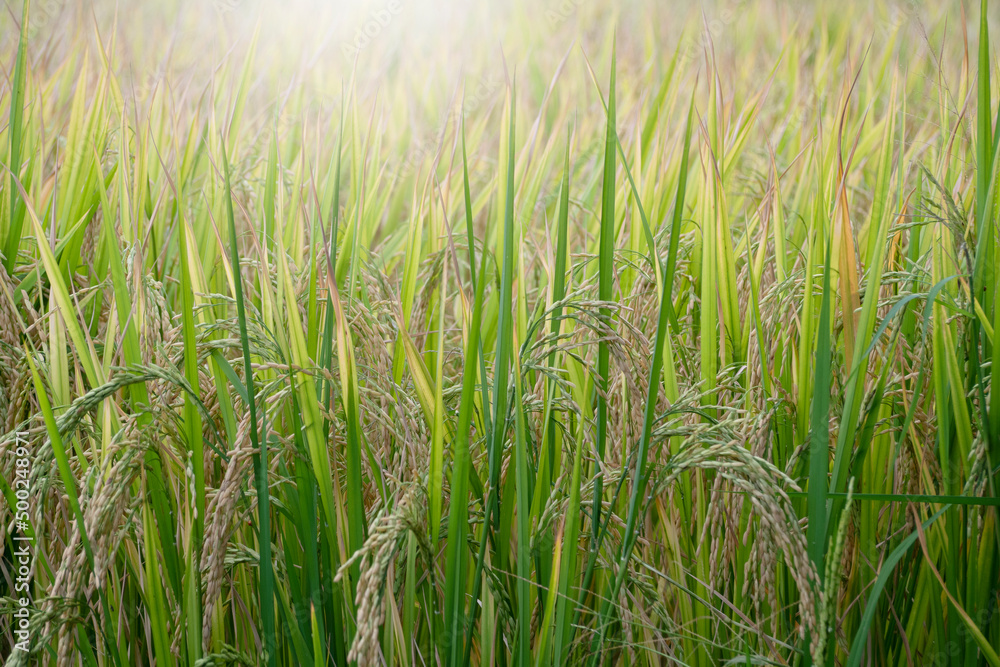 Rice sprouts in paddy field.