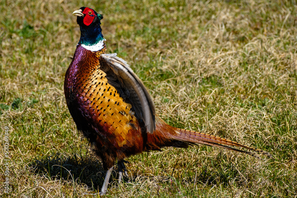 Fototapeta premium Fazant - Pheasant