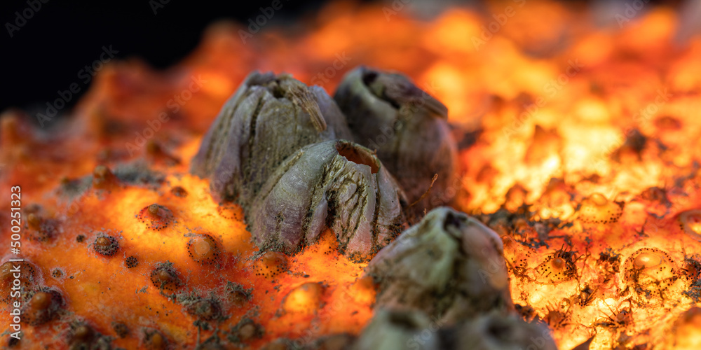 Fototapeta premium a red planet seen in a spider crab shell
