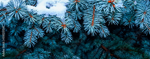 christmas fir branches