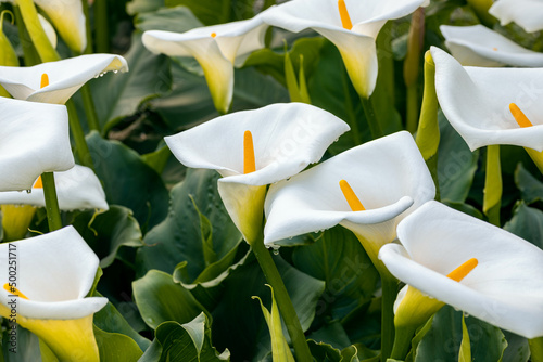Zantedeschia aethiopica, commonly known as calla lily and arum lily. Close up on inflorescence and spathe of this plant. photo