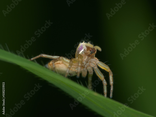 the little jumping spider opens its jaws on the grass