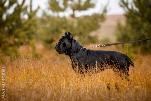 Italian Cane Corso in autumn field photo